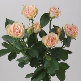 Олена спрей